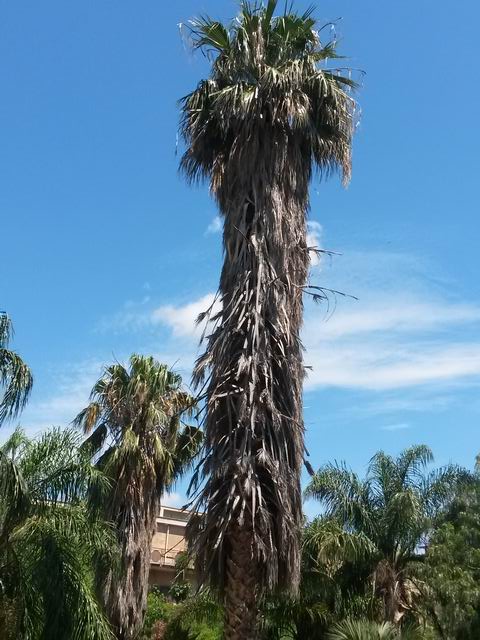 Palma da confermare:  cfr. Washingtonia filifera